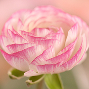 Sweet_pink_card