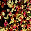 Casa_mendrisio_pasqua_026_thumb