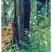 Photo_card