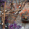 Eggtree