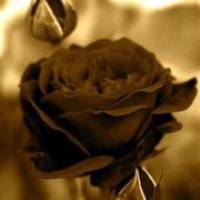 Img_2212_card