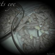 Cats_eye_vol