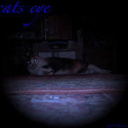 Cats_eye_vol