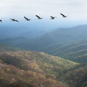 Image_card