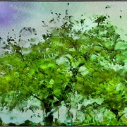 Greentree_snapseed_card