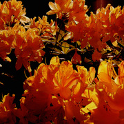 The_burning_bush_card