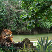 833-tropicalhome_card