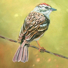Bird_on_wire_thumb