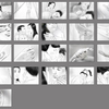 Tt_thumb