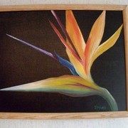 Bird_of_paradise_card