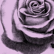 Painting_the_roses_pink_card