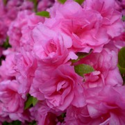 Pink_flowers_card