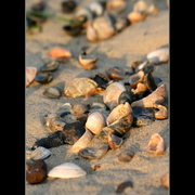 Morning_shoreline_3_card