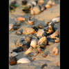 Morning_shoreline_3_thumb