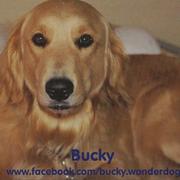 Bucky_s_postcard_card