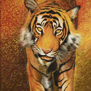 Tiger_card