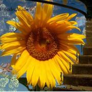 Wonder_walls_2_card