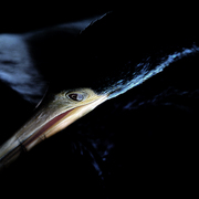 Tight_beak_card