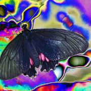 Stoned_buterfly_card