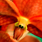 Puppys_tounge_card