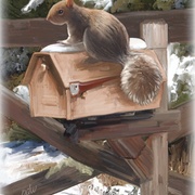 Image_card