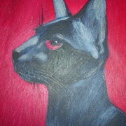 Gatto_017_card