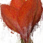Red_amaryllis_opening_card