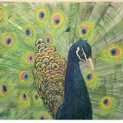Peacock_card