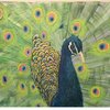 Peacock_thumb