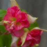 Fuchsias_ii_card