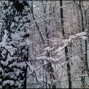 Zmiana_rozmiarupark_5_card