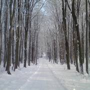 Zmiana_rozmiarupark1_card