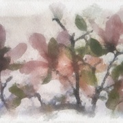Image_card