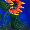 Blue_sky_sunflower_thumb