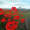 Cloudy_day_poppies_1_thumb