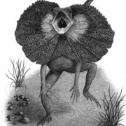 Frilledlizard_card