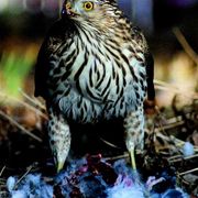 Img_0015_card