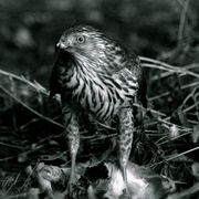 Img_0001_card