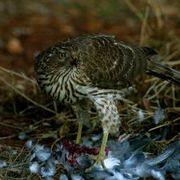 Img_0035_card