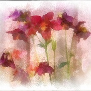 Image_card