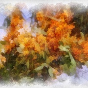 Image_card