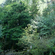 Goldenwood_card