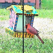 Cardinal_in_cartoon_card