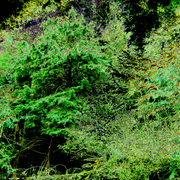 Forestfire_card