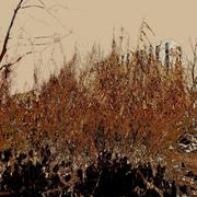 Dscn0994-001