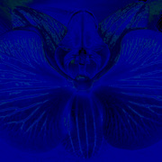 Blue_mothman_card