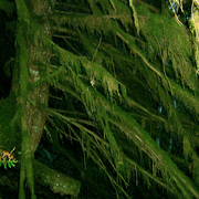 Treebeards_beard_card