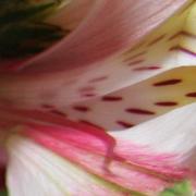 Flower_close_up_card