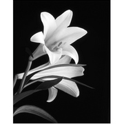 Easterlily_card
