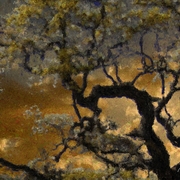 Treetop_sunset_card